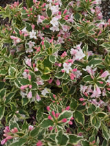 Weigelia florida 'Variegata'