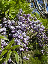 Wisteria floribunda 'Black Dragon'