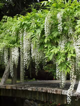 Wisteria floribunda 'Snow Showers'