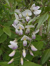 Wisteria floribunda 'Lipstick'