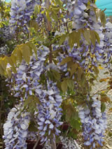 Wisteria hybrid 'Caroline'