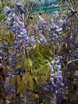 Wisteria sinensis 'Amethyst'