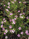 ACMADENIA tetragona 'Starblush'