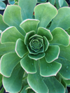 Aeonium arboreum 