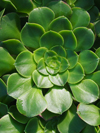 Aeonium  canariense var. subplanum