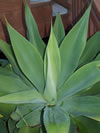 Agave attenuata 