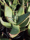 ALOE  