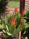 ALOE plicatilis 