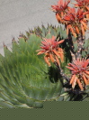 ALOE polyphyla 