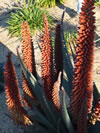 ALOE  