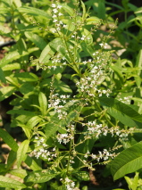 Aloysia triphylla 