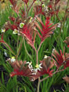 ANIGOZANTHUS hybrid 'Royal Mist'