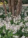 Arthropodium cirrhatum 