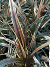 ASTELIA fragrans 'Westland'