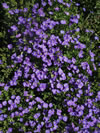 AUBRETIA x cultorum 