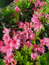 AZALEA kurume 'Kirrin'