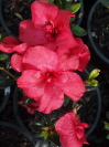 AZALEA  'Red Poppy'