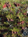 Boronia megastigma 'Tui'
