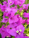Bougainvillea glabra 'Magnifica Trailli'
