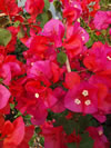 Bougainvillea glabra 'Scarlet O'hara'