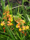 Aloe frutescens 