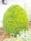 Buxus sempervirens 'Suffruticosa'