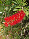 Callistemon citrinus 'Red Cluster'