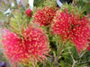 Callistemon pearsonii 'Rocky Rambler'