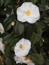 Camellia hybrid 'Avalanche'