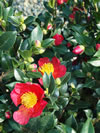 Camellia sasanqua 'Yuletide'