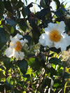 Camellia trichocarpa 
