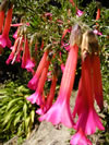 Cantua buxifolia 