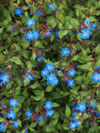 Ceratostigma willmottianum 