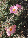 Cistus incanus x laurifolius 'Silver Pink'