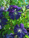 Clematis  'Aotearoa'