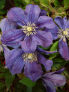Clematis  'Arabella'