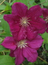 Clematis  'Earnst Markham'
