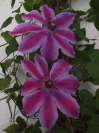 Clematis lanuginosa 'Fireworks'