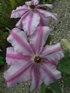 Clematis  'John Warren'