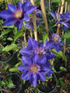 Clematis patens 'Multiblue'