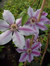 Clematis lanuginosa 'Nelly Moser'