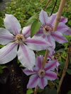 CLEMATIS lanuginosa 'Nelly Moser'