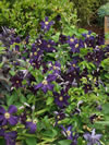 Clematis x jackmanni  'Romantika'