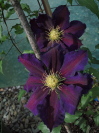 Clematis x jackmanni  'The Vagabond'