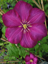 Clematis  'Ville de Lyon'