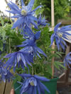Clematis macropetala 'Lagoon'