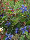 Clematis hybrids x durandii