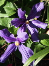 Clematis hybrids x durandii