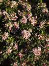 Daphne x neapolitana 