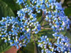 xDidrangea versicolor 